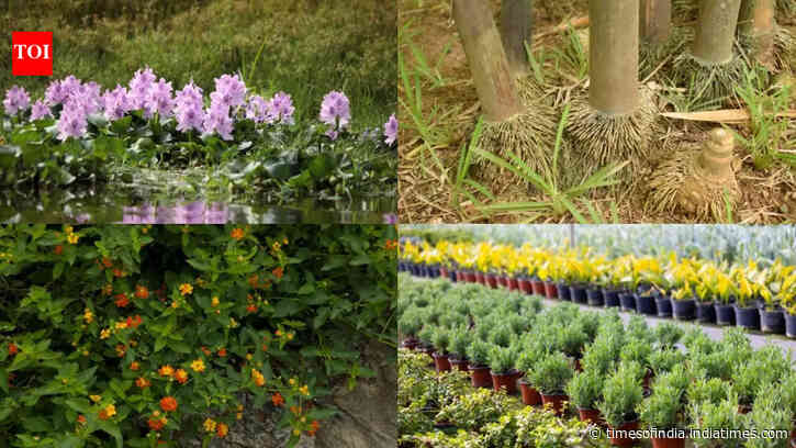 5 plants you should never buy from a nursery: What to check before bringing them home
