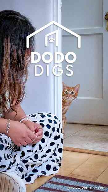 Woman Patiently Wins Over Cat Who Won’t Come Out Of Hiding | The Dodo