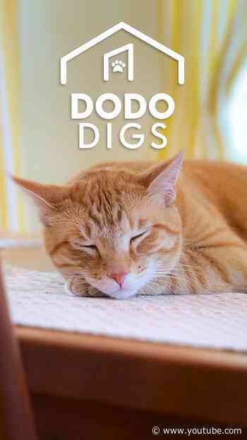 The Cat-Friendly Kitchen Setup We’re Stealing | The Dodo