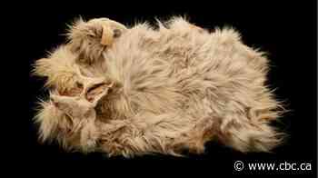 The only known woolly dog pelt has returned to B.C. It's a 'powerful moment' for Indigenous communities