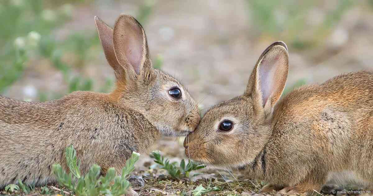 Von der Plage zur gefährdeten Art: Europäisches Wildkaninchen immer seltener