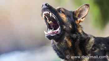 Health experts raise alarm over spike in 100% fatal rabies cases