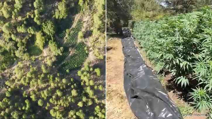 Grote wietplantages met ruim 5500 planten ontdekt verstopt diep in Spaanse bossen