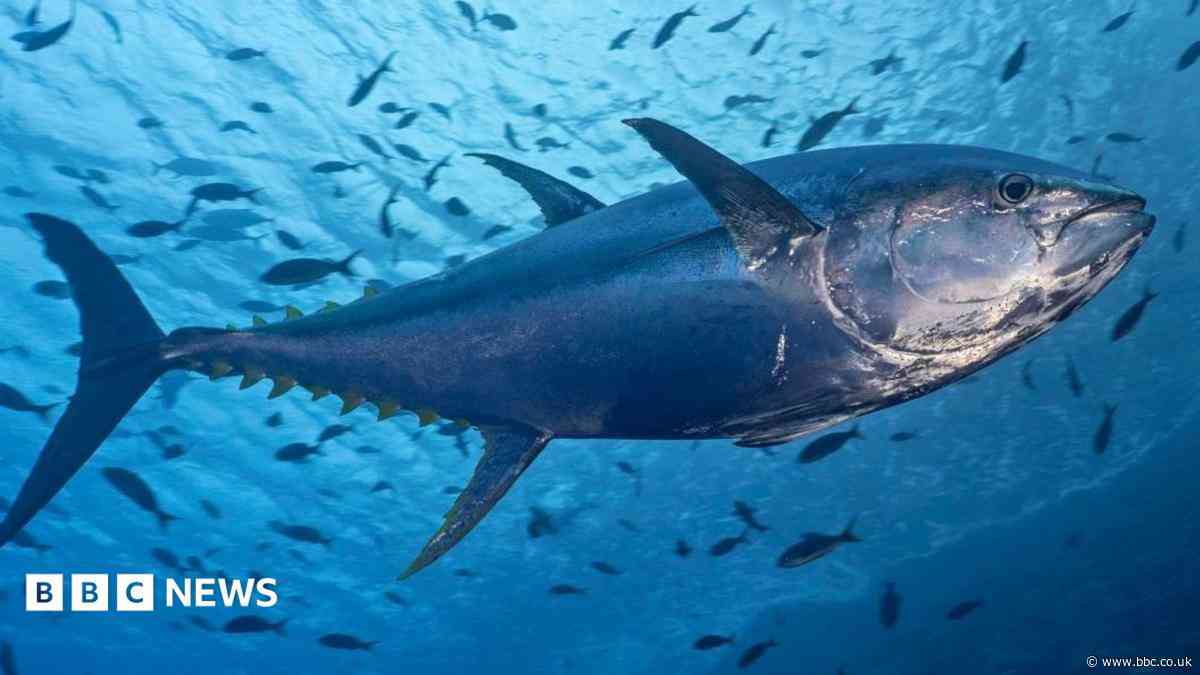 Scientists and fishermen celebrate return of tuna