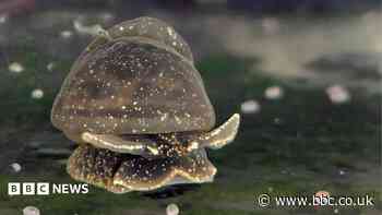 Battle to save the tiny, gooey snail only found in one lake in the UK