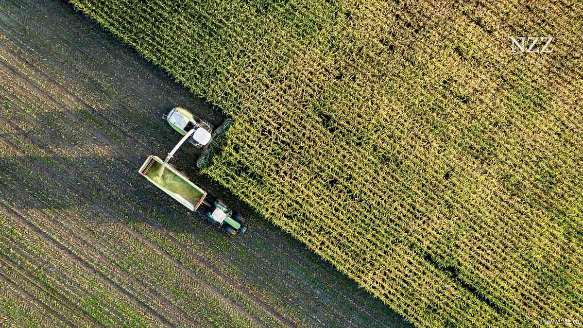 Maiswüsten oder Fracking: Deutschland sucht verzweifelt nach mehr Gas