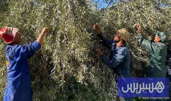 اليد العاملة تقلق الفلاحين قبل جني الزيتون.. المكننة والمهاجرون حلول