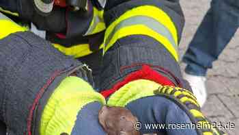 Baby-Eichhörnchen in Not – Feuerwehr München rettet Jungtier mit Drehleiter