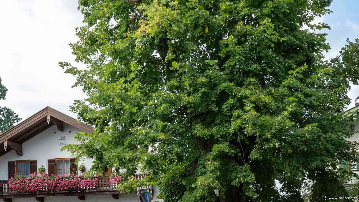 300 Jahre alt und trotzdem vital: Oberwarngaus Gerichtslinde besteht alle sechs Monate den Sicherheitscheck