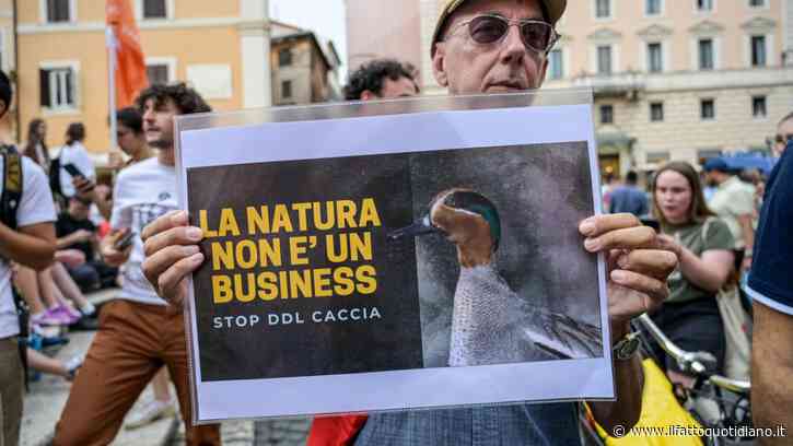 Caccia, la maggioranza accelera per approvare la riforma spara-tutto: a novembre l’esame in Aula. Pd, M5s e Avs: “Mossa vigliacca”