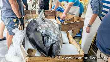 Monster 300kg bluefin tuna caught off Whitby sold to sushi restaurant for £5,000