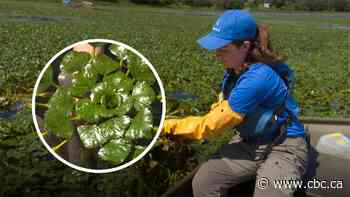Biologists are fighting this invasive plant – by hand – to protect some Quebec waters