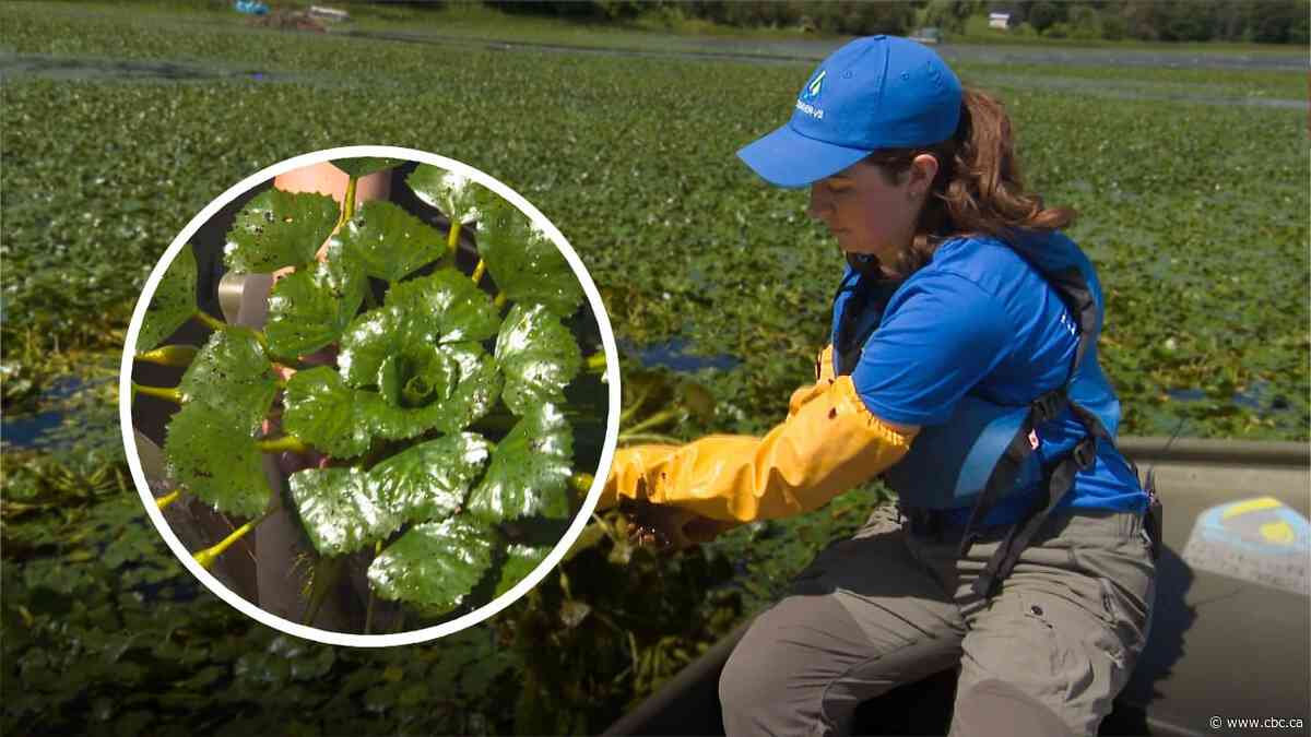Biologists are fighting this invasive plant – by hand – to protect some Quebec waters