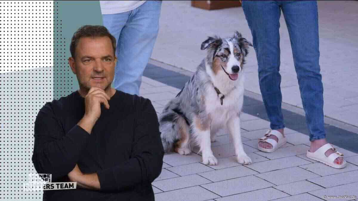 Martin Rütter baff: Australian-Shepherd-Hündin ist nach Besuch von Hundeprofi wie ausgewechselt