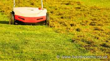 Lawns will be greener and moss-free if you scatter 1 simple item on the grass