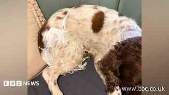 Burglars steal rings and throw paint over pet dog