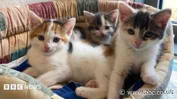 Kittens with deformed tails found abandoned