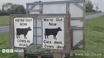 Road's safety under review after multiple cow deaths