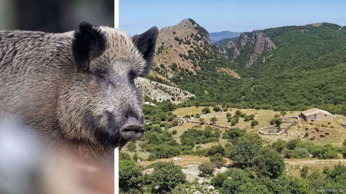 Wildschweine verwüsten Sizilien und treiben Landwirte zur Verzweiflung – Region soll Notstand ausrufen