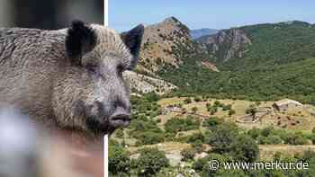 Wildschweine verwüsten Sizilien und treiben Landwirte zur Verzweiflung – Region soll Notstand ausrufen