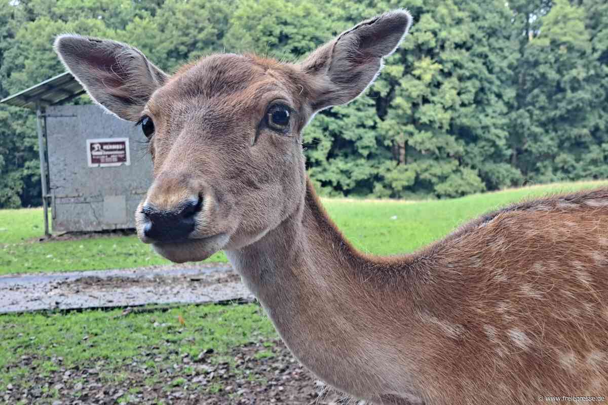 27. Breitenauer Damwildtag: Bauernmarkt, Unterhaltung und kulinarische Höhepunkte