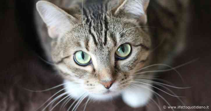 “Era molto malato e anziano, mi ero sentito in colpa”: paga per far sopprimere il suo gatto, dopo 18 mesi scopre che è ancora vivo e abita a casa di un’operatrice della clinica