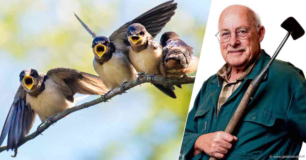 Maak de verlaten nesten van boerenzwaluwen schoon, zodat ze in de lente weer terugkomen