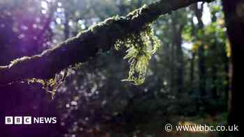 The ancient woodland left untouched for 100 years