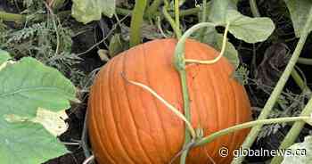 Pumpkin farms ‘at the mercy of Mother Nature’ after extreme weather in Canada