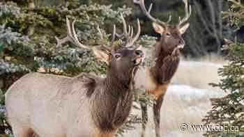 Elk involved in nearly two-thirds of aggressive encounters in national parks, study finds