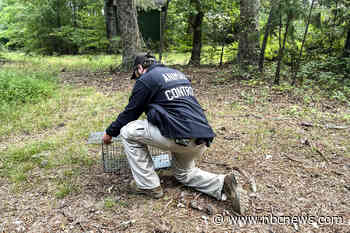 CDC warns of a summer spike in rabies exposures