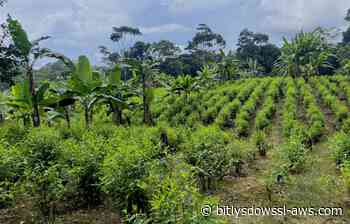 Colombia anuncia un programa piloto de erradicación de la coca mediante fumigación aérea