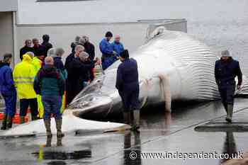 Iceland considers ban that would leave just two countries that allow whaling