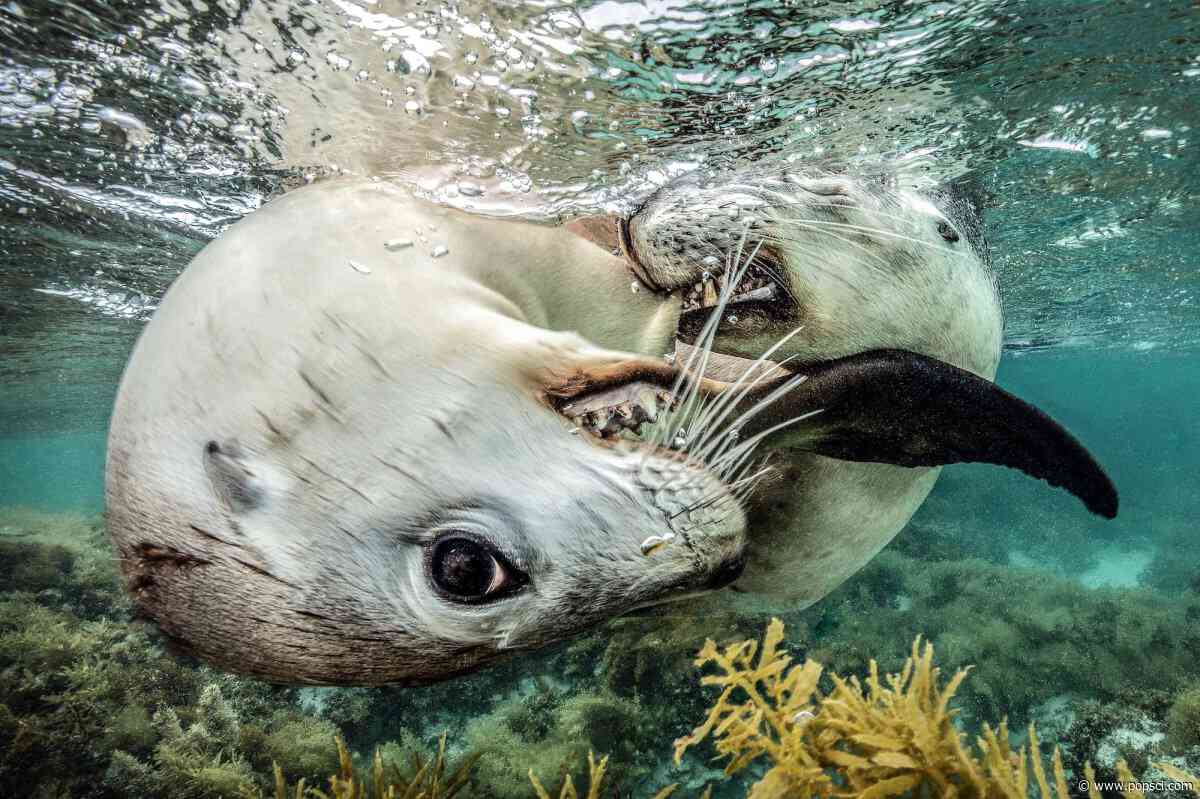 16 splashy and spectacular images from the 2026 Ocean Photographer of the Year awards