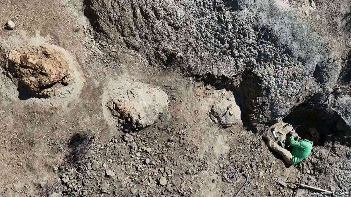 66,5 Millionen Jahre alte Spur eines T. rex entdeckt