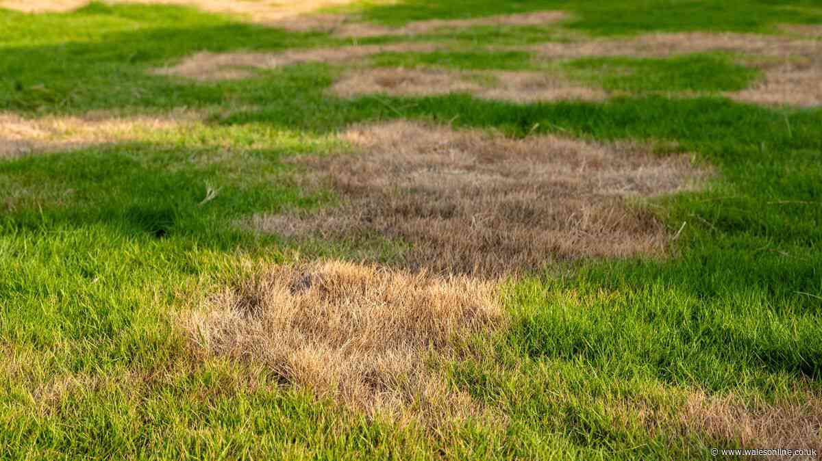 Welsh gardeners urged to follow 3 simple steps to fix patchy lawns after summer