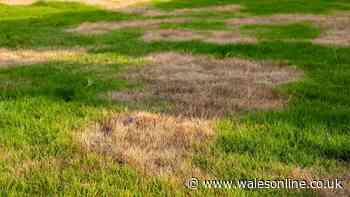 Welsh gardeners urged to follow 3 simple steps to fix patchy lawns after summer