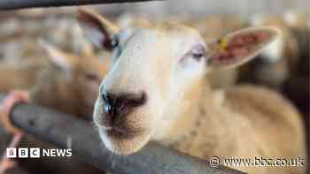 Vets can diagnose bluetongue to cut test delays