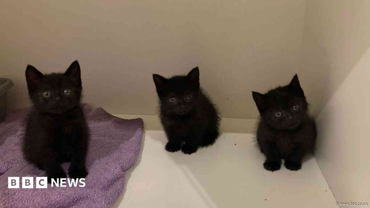 Stray and feral cat numbers 'becoming unmanageable'