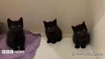 Stray and feral cat numbers 'becoming unmanageable'