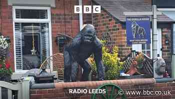 Caesar the gorilla returns home to Yorkshire