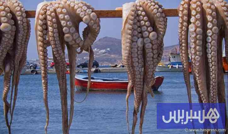 موسم صيد الأخطبوط يختتم بإيجابية
