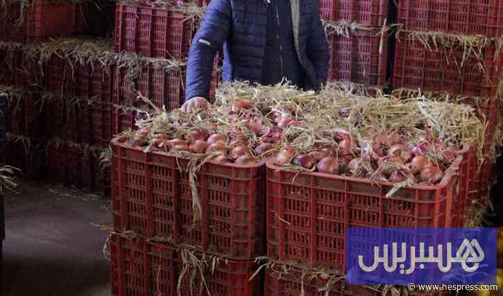 لضبط الأسعار بالمملكة .. المغرب يدرس حظر تصدير البصل إلى عمق إفريقيا
