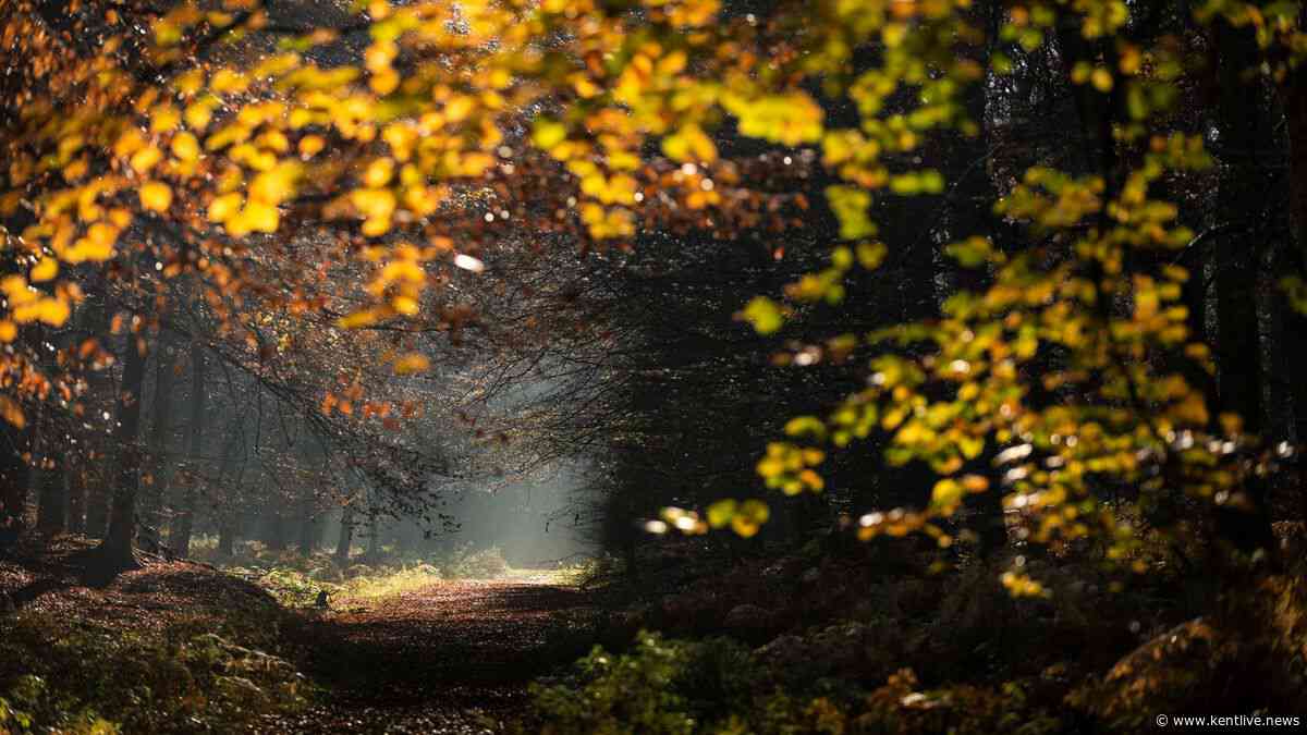 Enchanting Kent woodland with secret sculptures is perfect for an autumn stroll