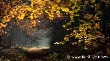 Enchanting Kent woodland with secret sculptures is perfect for an autumn stroll