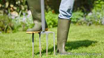 Get your garden winter-ready with 10 tasks to keep your green spaces healthy