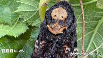 South weekly quiz: Which movie did school moth appear in?