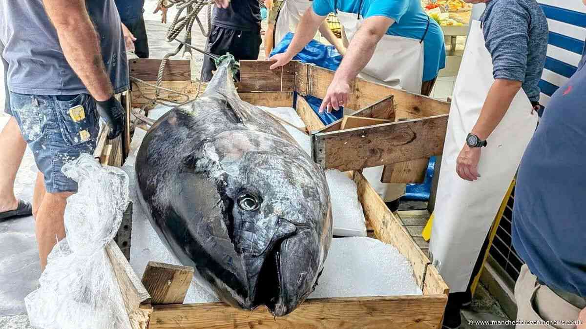 Huge 300kg Bluefin Tuna caught off Whitby coast sells for £5k