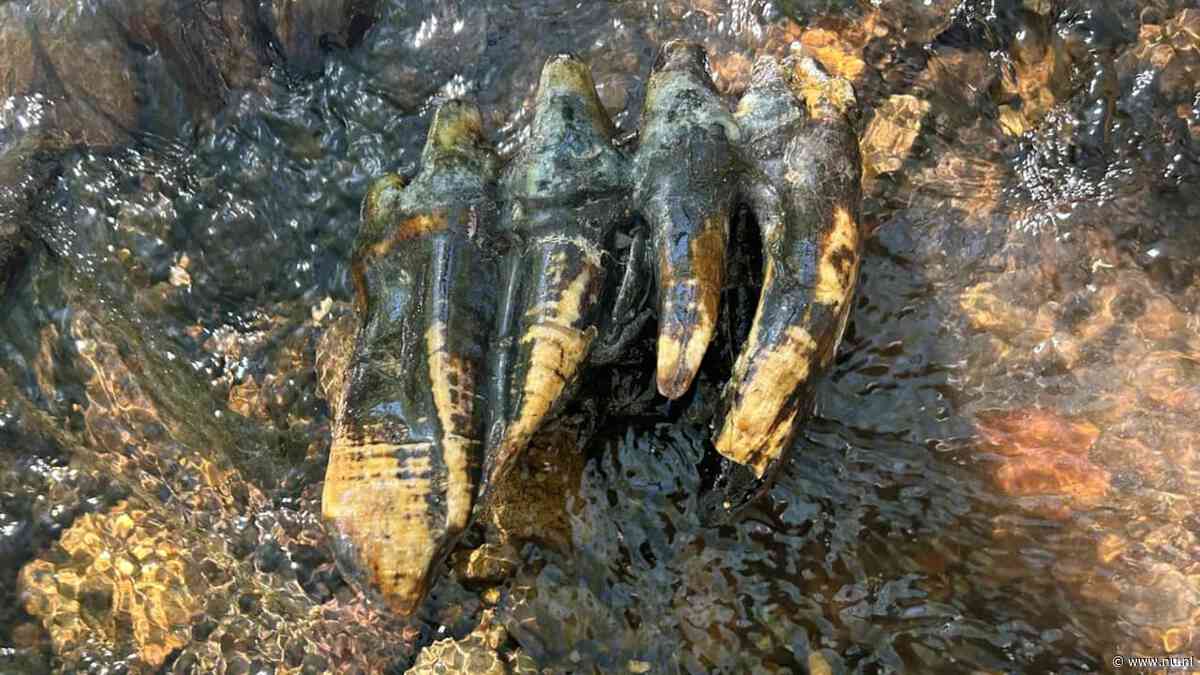 Eeuwenoude tand van oerolifant gevonden in beekje in Californië