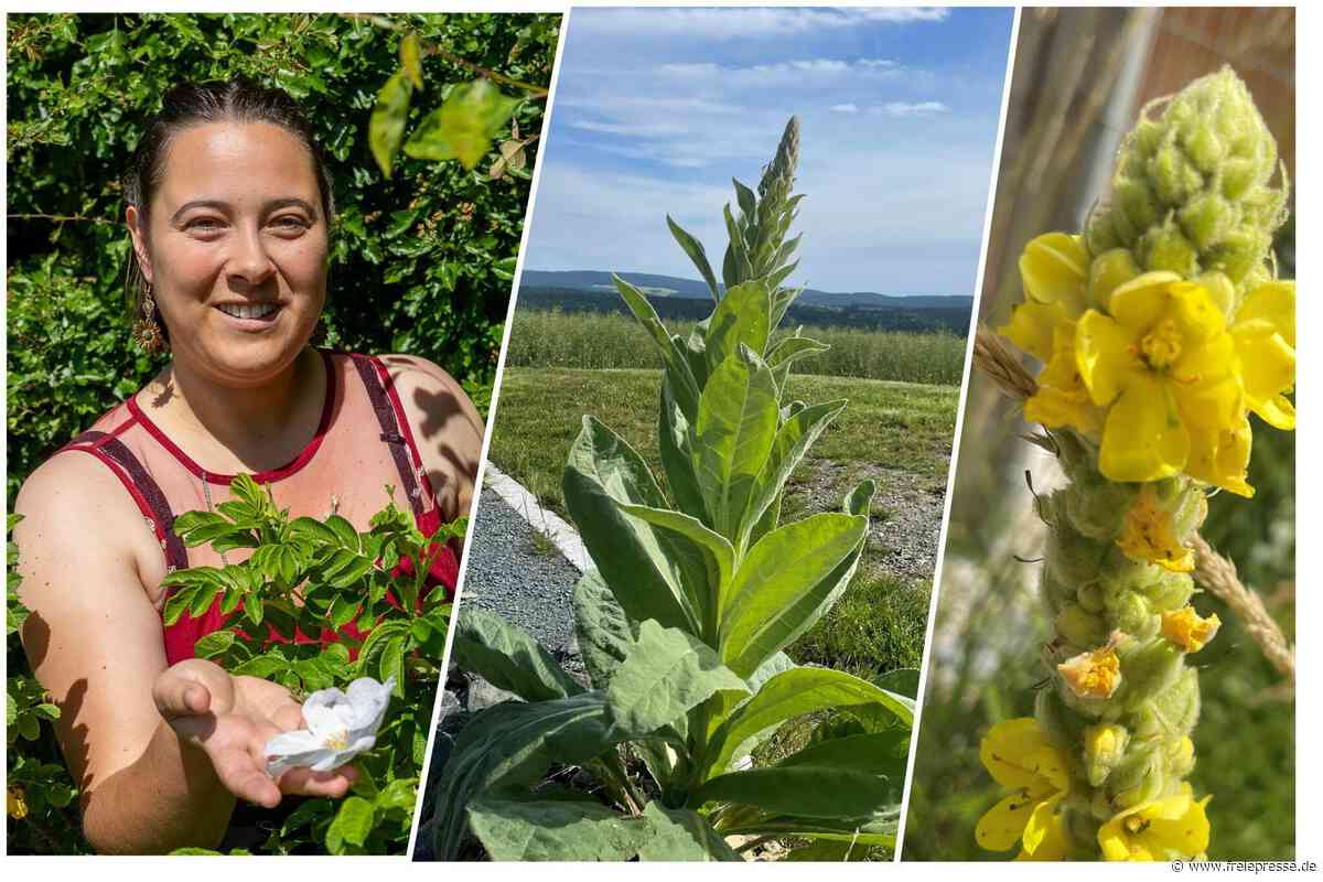 Erkältungshelfer aus der Natur: Vogtländerin gibt Tipps, wie man diese Pflanze verwenden kann